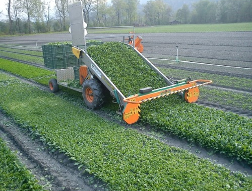 Vegetable Harvesting