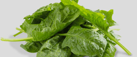 Vegetable Harvesting & Slicing Band Knife Blades